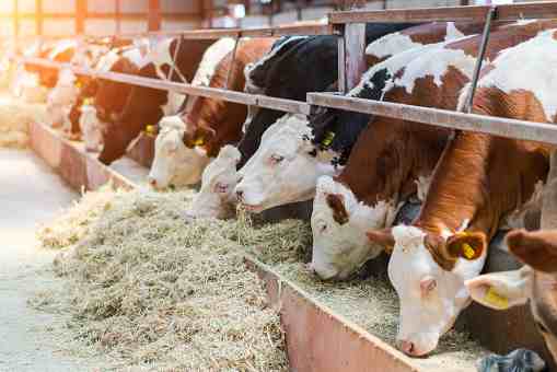  cattle feed